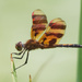 Halloween Pennant Dragonfly by rminer