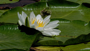 17th Jul 2018 - water lily