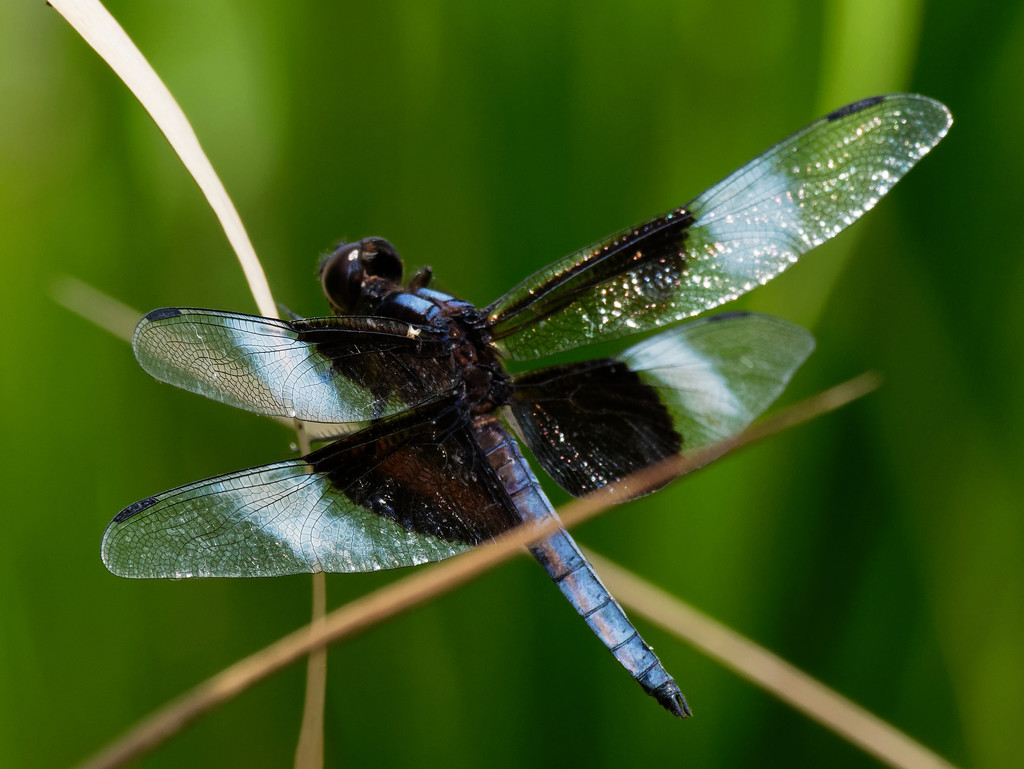 Widow Skimmer Dragonfly by rminer