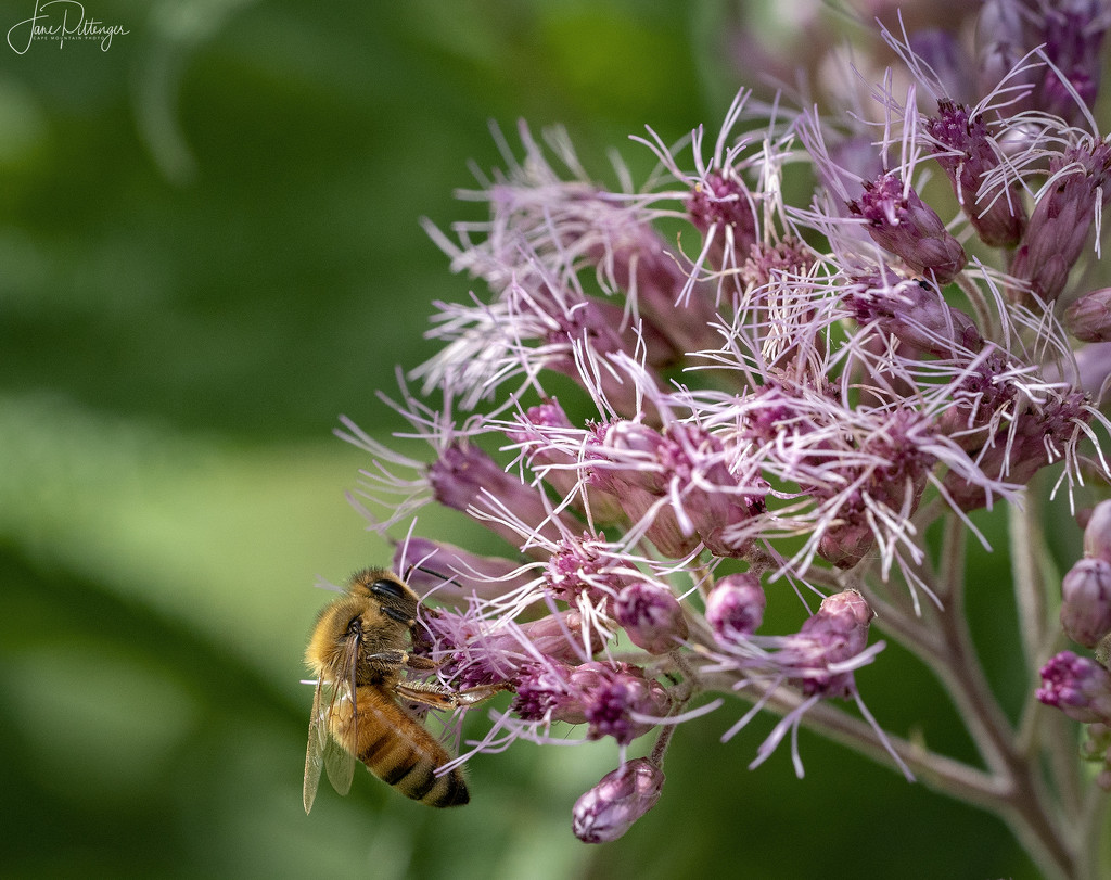 Bee In Ecstasy  by jgpittenger