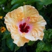 Hibiscus by tunia