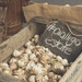 Garlic Harvest by nicolecampbell