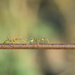 Walking ants by gosia
