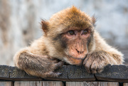 18th Jul 2018 - Gibraltar Monkey