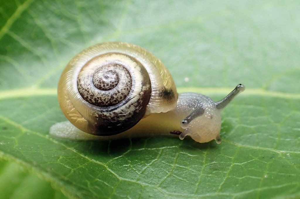Baby Snail by cjwhite