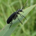 A Dapper Bug by cjwhite