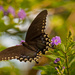 Palamedes Swallowtail Butterfly! by rickster549