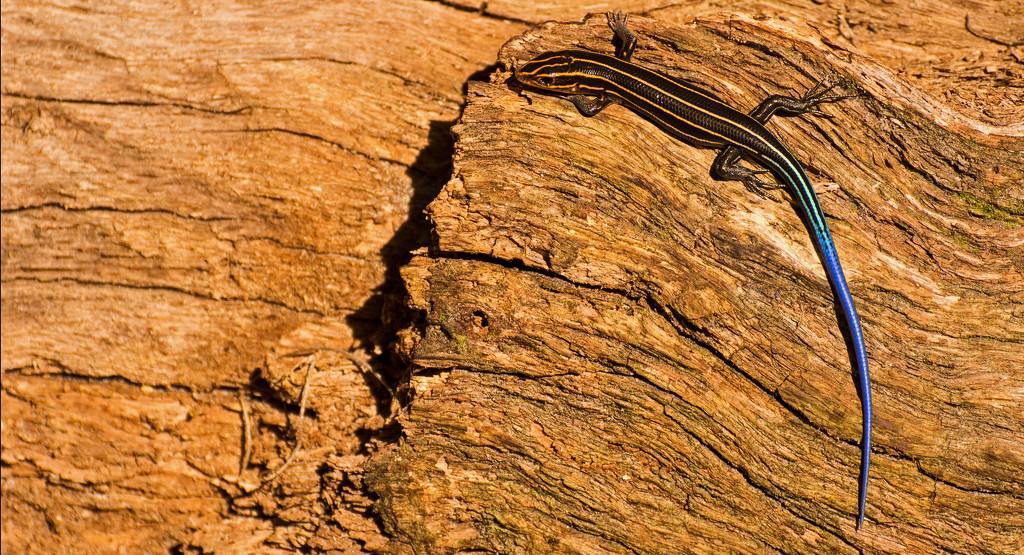 Blue Tailed Skink Lizard! by rickster549