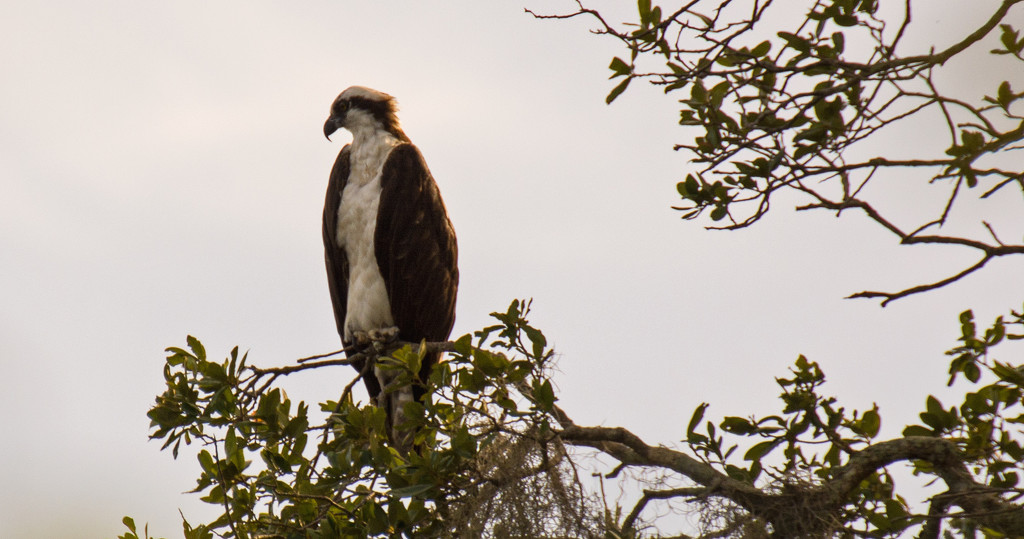 Osprey On It's Perch! by rickster549