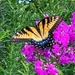 Swallowtail butterfly  by khawbecker