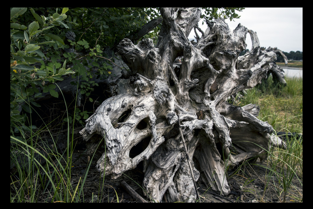 Oregon Driftwood by hjbenson