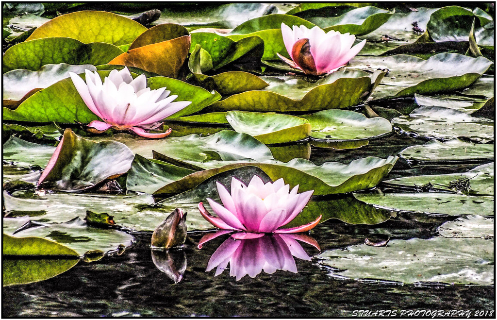 Water Lillies  by stuart46