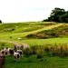 sheep by christophercox