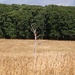 A dry meadow. by jmdspeedy
