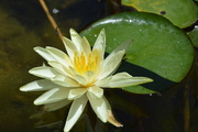 18th Jul 2018 - water lily