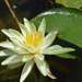 water lily by bigdad
