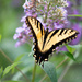 Butterfly Bush Attracting Butterflies by jnorthington