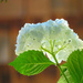 White Hydrangea by seattlite
