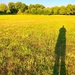 Long shadow.  by 365projectdrewpdavies