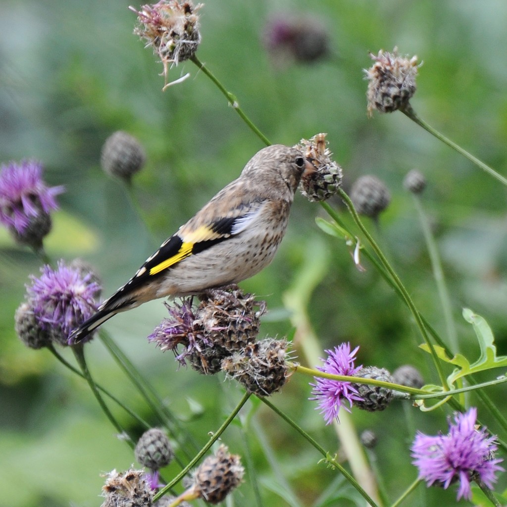 Goldfinch fledgling. by rosie00