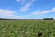 18th Jul 2018 - Blooming potato field