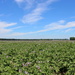 Blooming potato field by pyrrhula