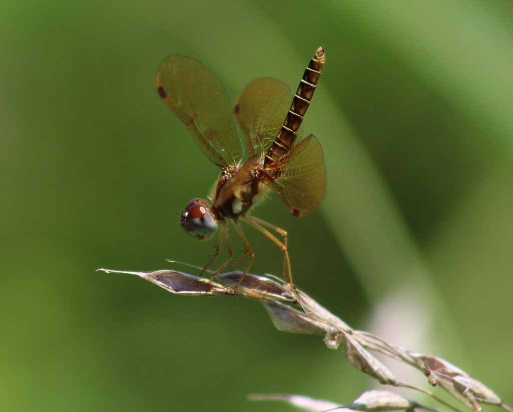 Eastern Amberwing Dragonfly by cjwhite