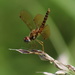 Eastern Amberwing Dragonfly by cjwhite