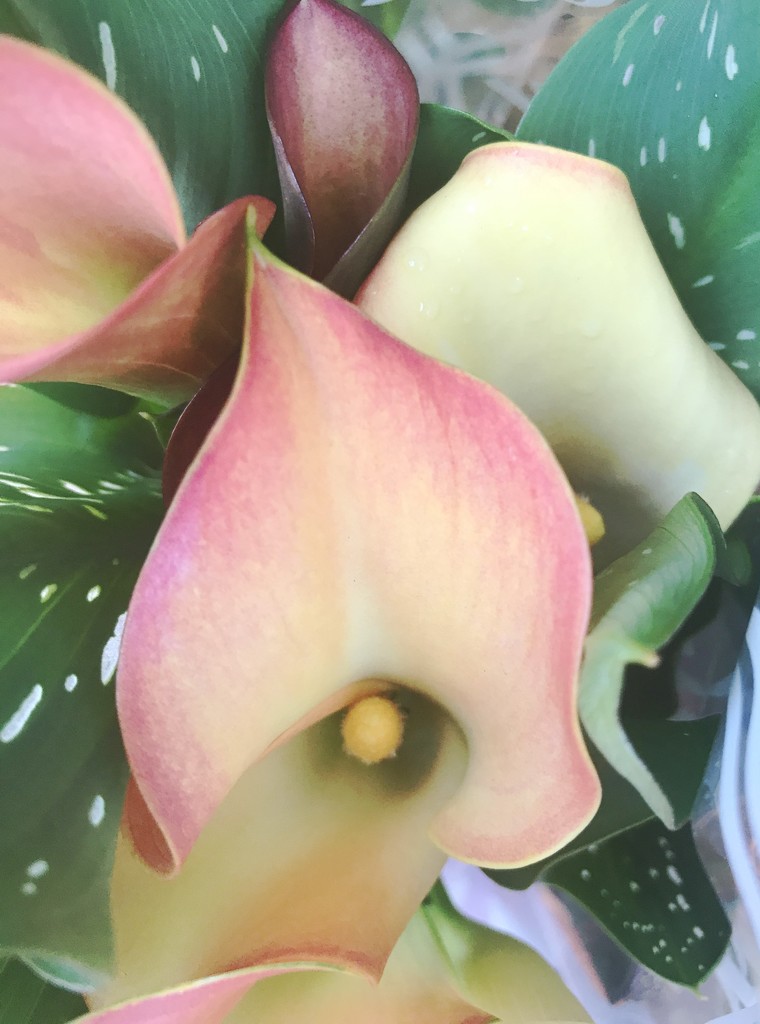 Day 305:  Calla Lily by sheilalorson