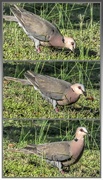 19th Jul 2018 - A Red Eyed Pigeon