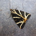 Moths of the Picos De Europa. 4 Jersey Tiger  by steveandkerry