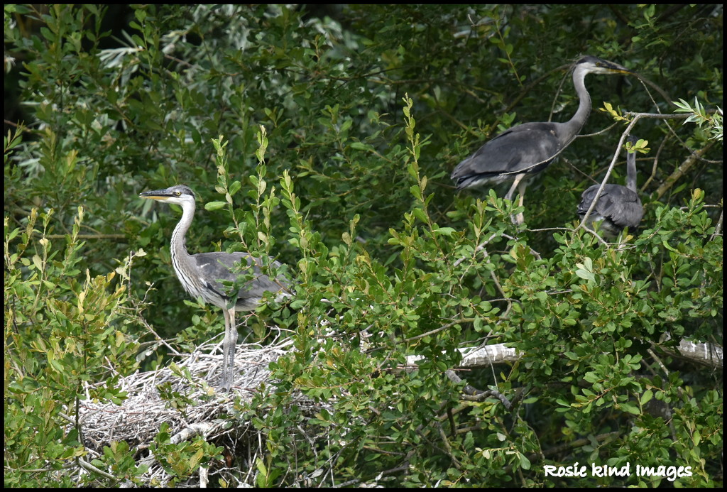 Three young herons by rosiekind