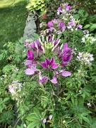 16th Jul 2018 - Another cleome 
