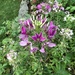 Another cleome  by beckyk365