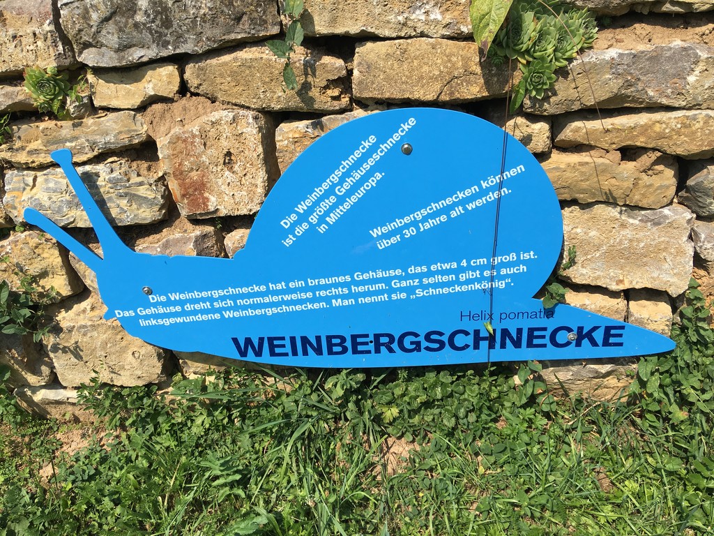 Weinbergschnecke by ninihi