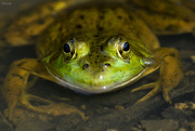 19th Jul 2018 - Frog eyes