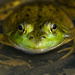 Frog eyes by novab