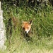  Fox at Durlston Head by susiemc
