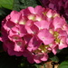  My Pink Hydrangea  by susiemc
