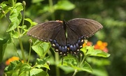 18th Jul 2018 - LHG_7730 Spicebush Swallowtail