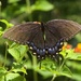 LHG_7730 Spicebush Swallowtail by rontu