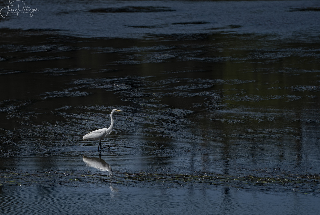 White Egret Stepping in the Whirlpool by jgpittenger