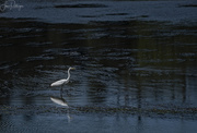 19th Jul 2018 - White Egret Stepping in the Whirlpool
