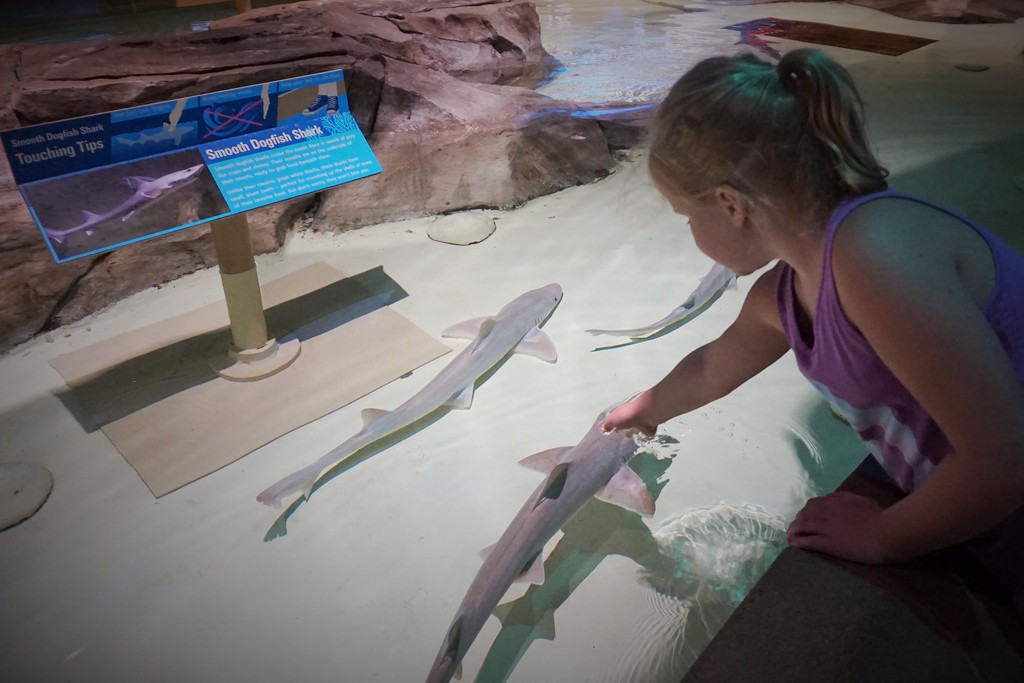 Touching sharks at the Indianapolis Zoo by tunia
