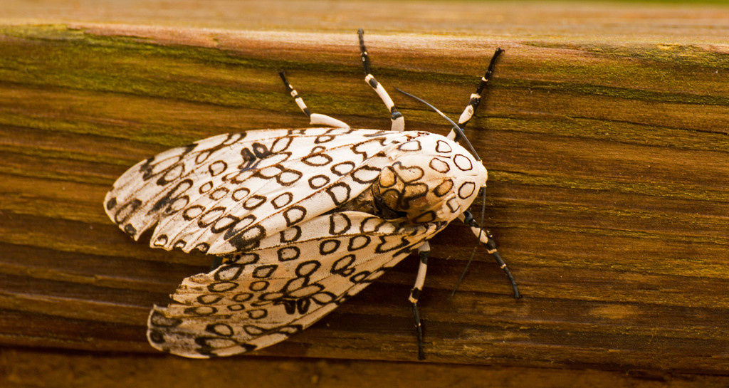 Giant Leopard Moth! by rickster549