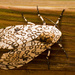 Giant Leopard Moth! by rickster549