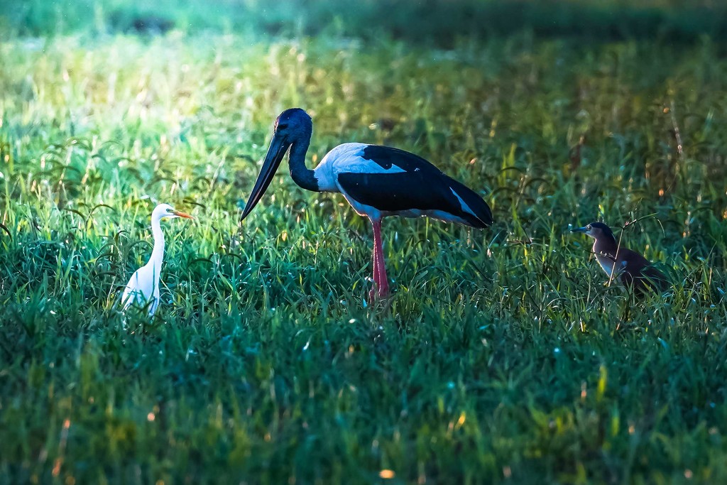 An egret, a jabiru and a night heron walked into a bar... by pusspup