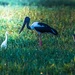 An egret, a jabiru and a night heron walked into a bar... by pusspup