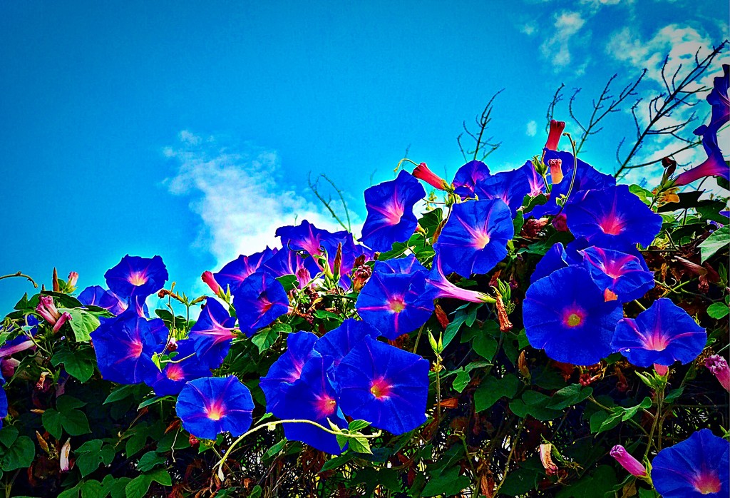 Blue Morning Glory by gardenfolk