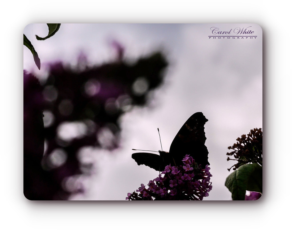 Butterfly And Bokeh by carolmw